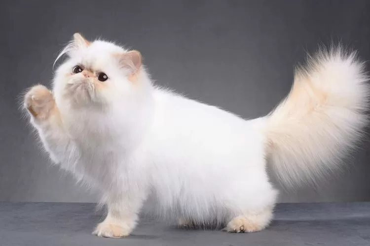  5 Cara Menjaga Anabul dari Jauh, Bisa Dengan Aplikasi